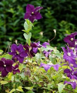 Roots Plants Clematis Viticella 'Etoile Violette' | On A 90cm Cane In A 3L Pot