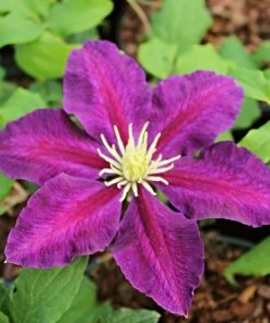 Roots Plants Clematis 'The Vagabond' | On A 90cm Cane In A 3L Pot
