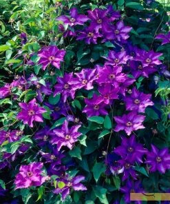 Roots Plants Clematis 'The President' | On A 90cm Cane In A 3L Pot 4 Roots Plants Clematis 'The President' | On A 90cm Cane In A 3L Pot