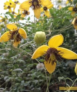 Roots Plants Clematis Tangutica 'My Angel' | On A 90cm Cane In A 3L Pot