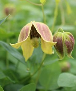 Roots Plants Clematis Tangutica 'My Angel' | On A 90cm Cane In A 3L Pot