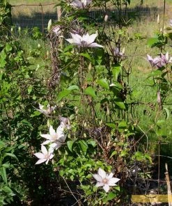 Roots Plants Clematis 'Samaritan Jo' | On A 90cm Cane In A 3L Pot 4 Roots Plants Clematis 'Samaritan Jo' | On A 90cm Cane In A 3L Pot