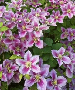 Roots Plants Clematis 'Piilu' On A 90cm Cane In A 3L Pot