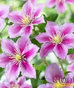 Roots Plants Clematis 'Piilu' On A 90cm Cane In A 3L Pot 4 Roots Plants Clematis 'Piilu' On A 90cm Cane In A 3L Pot