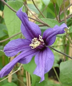 Roots Plants Clematis 'Petit Faucon' On A 90cm Cane In A 3L Pot
