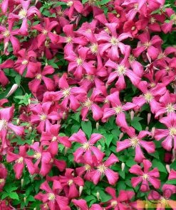 Roots Plants Clematis 'Niobe' | On A 90cm Cane In A 3L Pot
