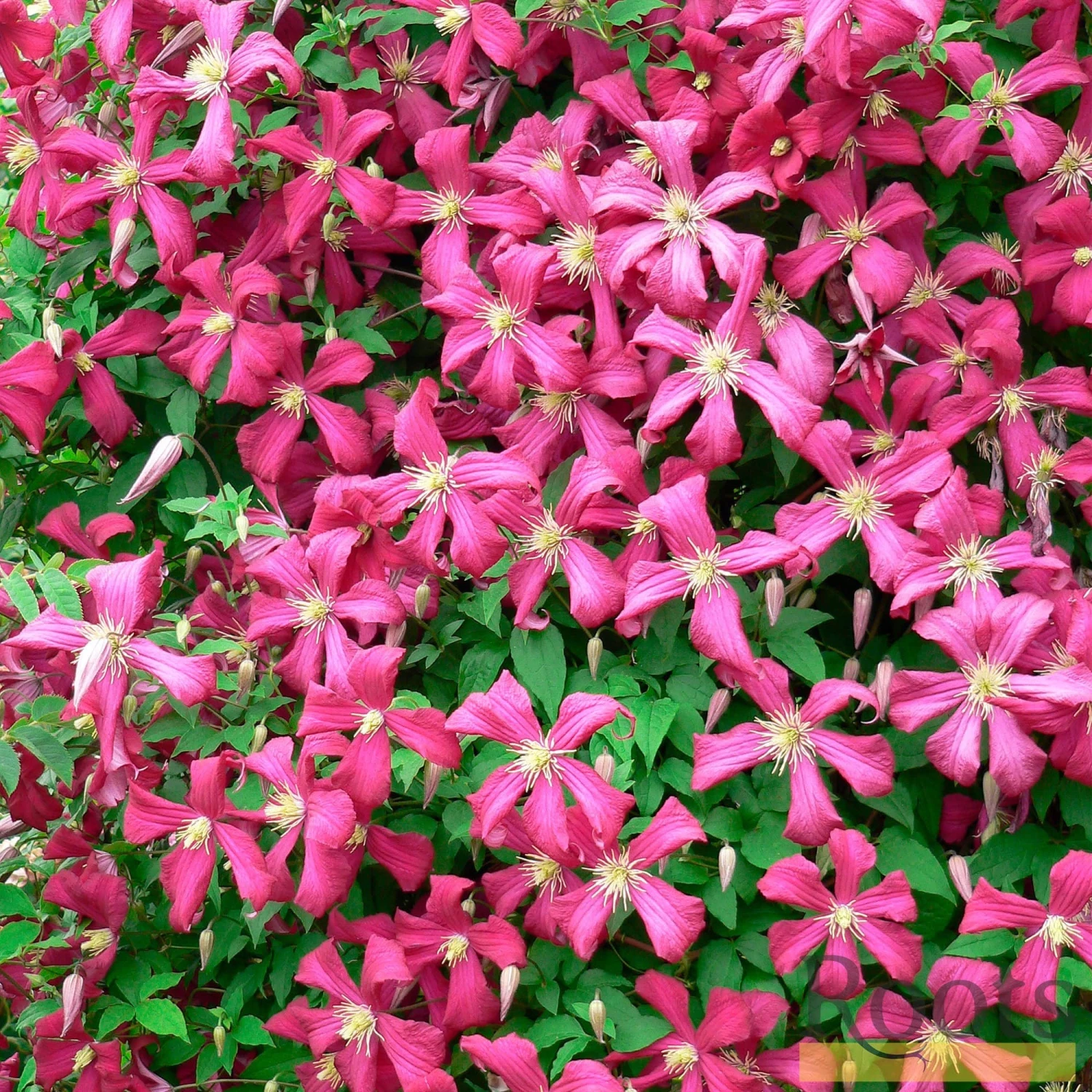 Roots Plants Clematis 'Niobe' | On A 90cm Cane In A 3L Pot Roots Plants Clematis 'Niobe' | On A 90cm Cane In A 3L Pot