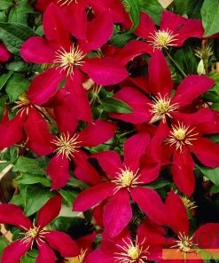 Roots Plants Clematis 'Niobe' | On A 90cm Cane In A 3L Pot 4 Roots Plants Clematis 'Niobe' | On A 90cm Cane In A 3L Pot