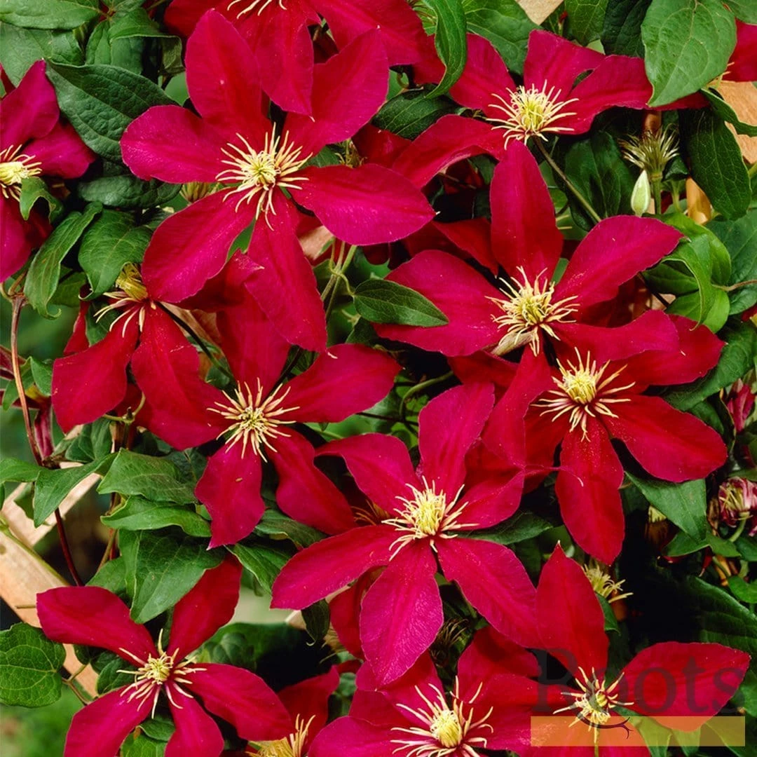Roots Plants Clematis 'Niobe' | On A 90cm Cane In A 3L Pot Roots Plants Clematis 'Niobe' | On A 90cm Cane In A 3L Pot