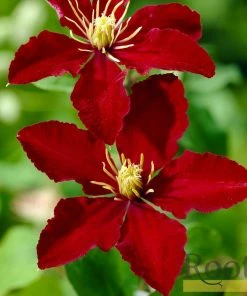 Roots Plants Clematis 'Niobe' | On A 90cm Cane In A 3L Pot 5 Roots Plants Clematis 'Niobe' | On A 90cm Cane In A 3L Pot