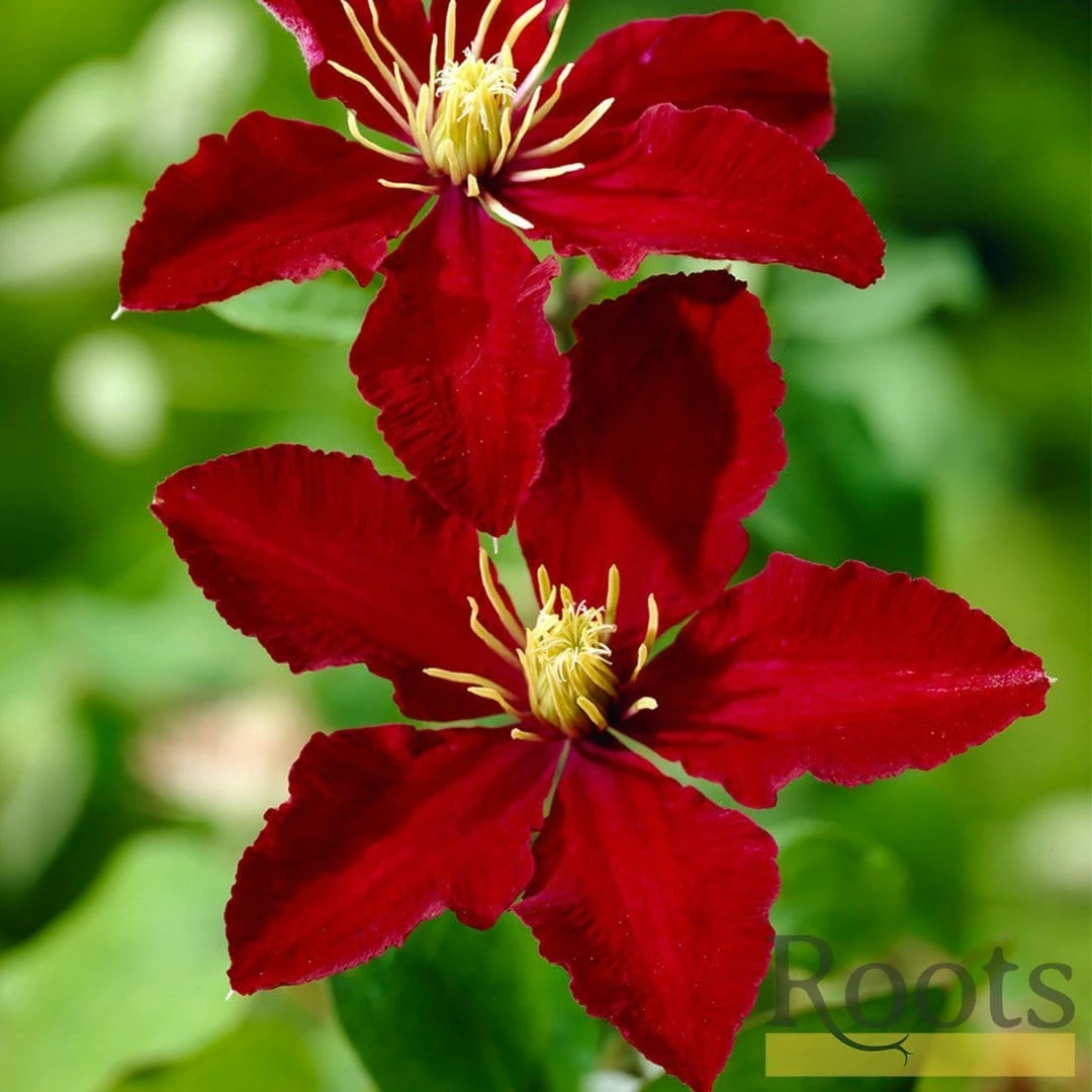Roots Plants Clematis 'Niobe' | On A 90cm Cane In A 3L Pot Roots Plants Clematis 'Niobe' | On A 90cm Cane In A 3L Pot