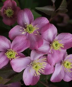 Roots Plants Clematis'Montana Elizabeth' | On A 90cm Cane In A 3L Pot