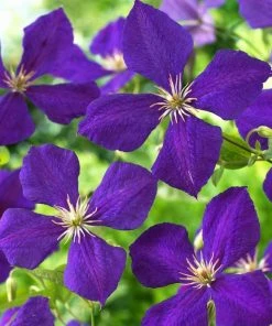 Roots Plants Clematis 'Jackmanii Superba' | On A 90cm Cane In A 3L Pot
