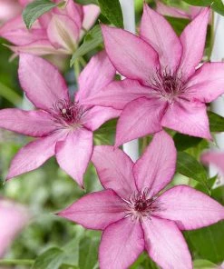 Roots Plants Clematis 'Giselle' | On A 90cm Cane In A 3L Pot