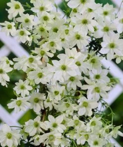 Roots Plants Clematis 'Early Sensation' | On A 90cm Cane In A 3L Pot