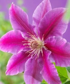 Roots Plants Clematis 'Dr Ruppel'| On A 90cm Cane In A 3L Pot