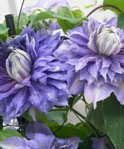 Roots Plants Clematis 'Diamantina' | On A 90cm Cane In A 3L Pot