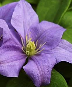 Roots Plants Clematis 'Cezanne' | On A 90cm Cane In A 3L Pot