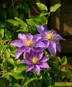 Roots Plants Clematis 'Bijou' | On A 90cm Cane In A 3L Pot