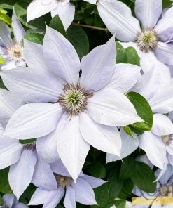Roots Plants Clematis 'Bernadine' | On A 90cm Cane In A 3L Pot