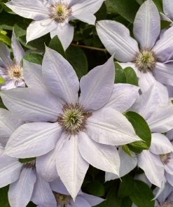 Roots Plants Clematis 'Bernadine' | On A 90cm Cane In A 3L Pot