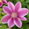 Roots Plants Clematis 'Bees Jubilee' | On A 90cm Cane In A 3L Pot