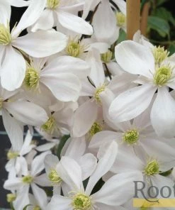 Roots Plants Clematis 'Armandii' | On A 90cm Cane In A 3L Pot