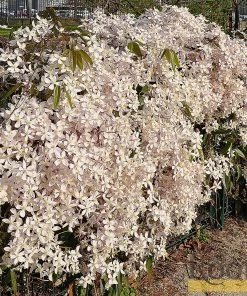 Roots Plants Clematis 'Armandii' | On A 90cm Cane In A 3L Pot