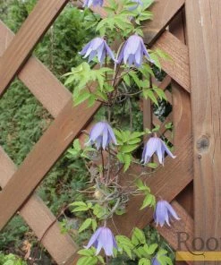 Roots Plants Clematis Alpina 'Cyanea' | On A 90cm Cane In A 3L Pot