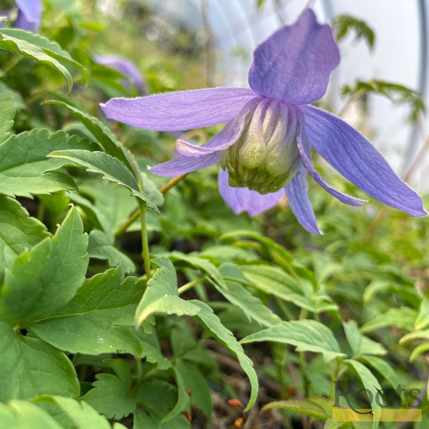 Roots Plants Clematis Alpina 'Bredon Blue'| On A 90cm Cane In A 3L Pot Roots Plants Clematis Alpina 'Bredon Blue'| On A 90cm Cane In A 3L Pot