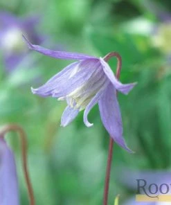 Roots Plants Clematis Alpina 'Bredon Blue'| On A 90cm Cane In A 3L Pot 4 Roots Plants Clematis Alpina 'Bredon Blue'| On A 90cm Cane In A 3L Pot