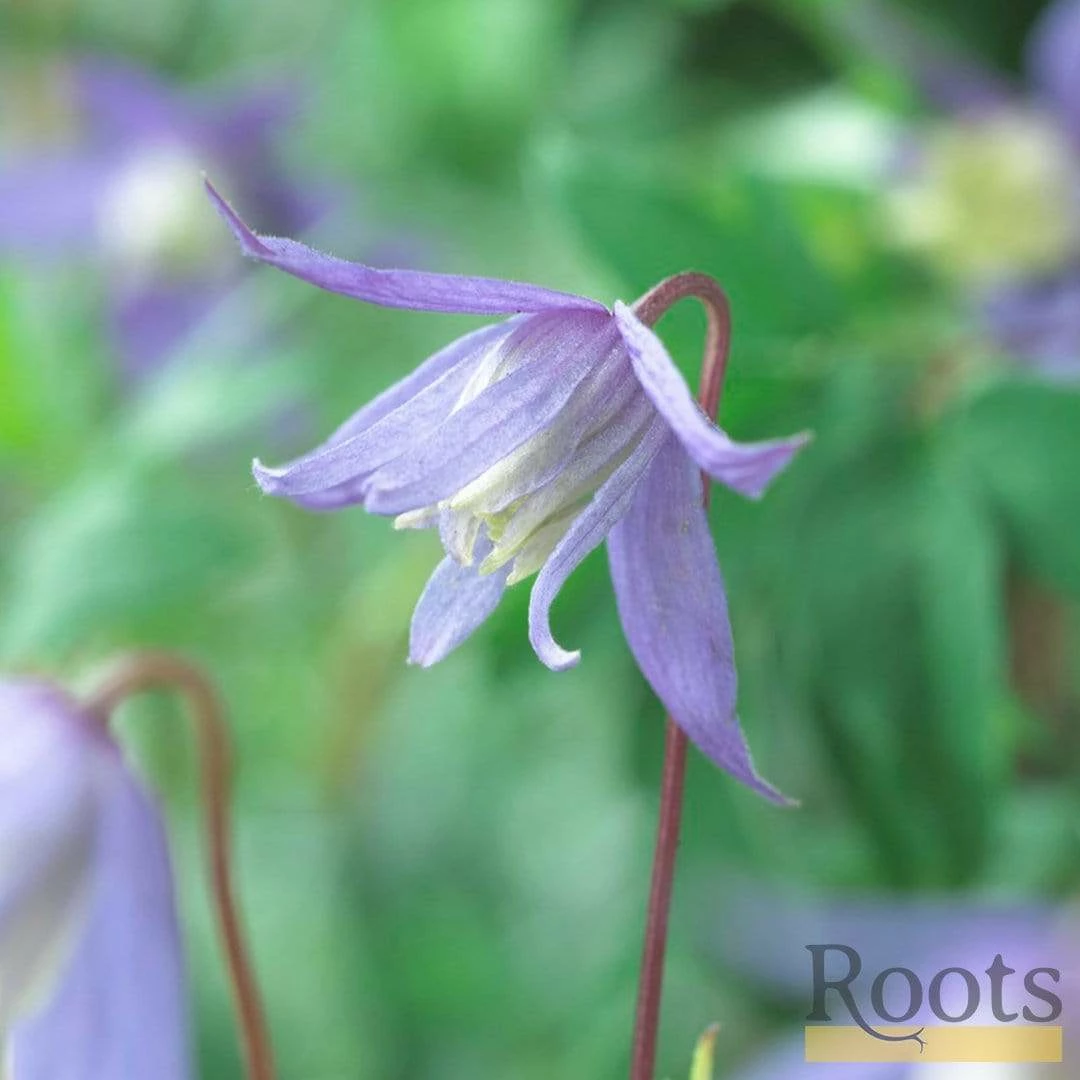 Roots Plants Clematis Alpina 'Bredon Blue'| On A 90cm Cane In A 3L Pot Roots Plants Clematis Alpina 'Bredon Blue'| On A 90cm Cane In A 3L Pot