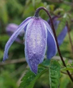 Roots Plants Clematis Alpina 'Bredon Blue'| On A 90cm Cane In A 3L Pot 5 Roots Plants Clematis Alpina 'Bredon Blue'| On A 90cm Cane In A 3L Pot