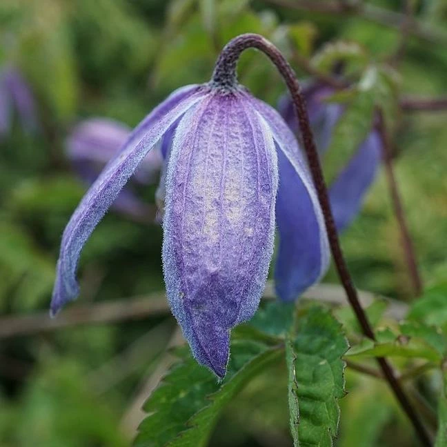 Roots Plants Clematis Alpina 'Bredon Blue'| On A 90cm Cane In A 3L Pot Roots Plants Clematis Alpina 'Bredon Blue'| On A 90cm Cane In A 3L Pot