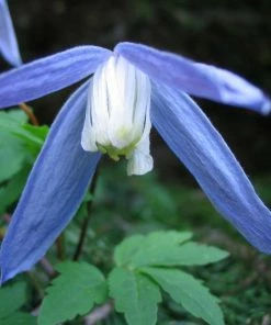 Roots Plants Clematis Alpina 'Bredon Blue'| On A 90cm Cane In A 3L Pot