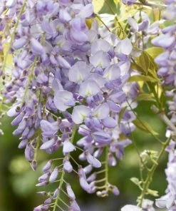 Roots Plants Wisteria 'Lavender Lace' | On A 90cm Cane In A 3L Pot