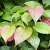 Roots Plants Other Climbing Plants Ornamental Kiwi | Actinidia Kolomikta