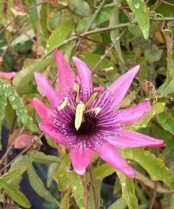 Roots Plants Red Passion Flower | Passiflora Caerulea 'Rubra'