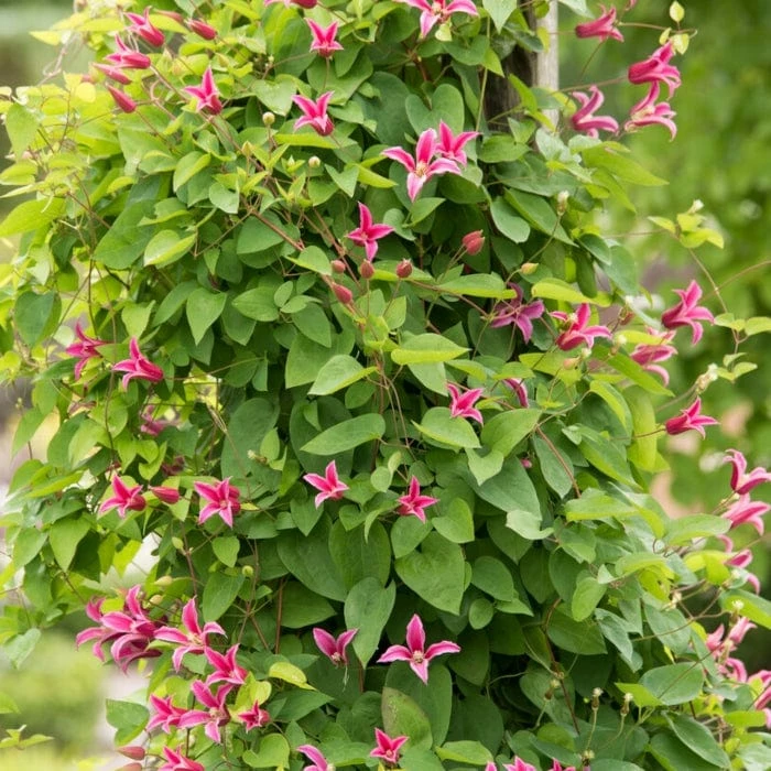 Roots Plants Clematis Texensis 'Princess Diana' | On A 90cm Cane In A 3L Pot Roots Plants Clematis Texensis 'Princess Diana' | On A 90cm Cane In A 3L Pot