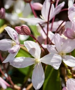 Roots Plants Clematis Armandii 'Appleblossom' | On A 90cm Cane In A 3L Pot