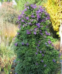 Roots Plants Clematis Viticella 'Polish Spirit' | On A 90cm Cane In A 3L Pot 5 Roots Plants Clematis Viticella 'Polish Spirit' | On A 90cm Cane In A 3L Pot