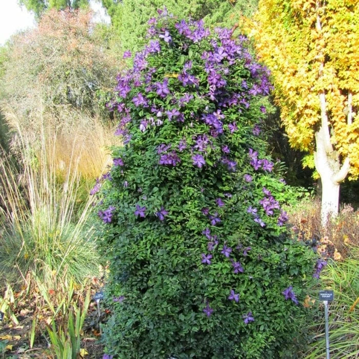 Roots Plants Clematis Viticella 'Polish Spirit' | On A 90cm Cane In A 3L Pot Roots Plants Clematis Viticella 'Polish Spirit' | On A 90cm Cane In A 3L Pot