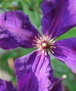 Roots Plants Clematis Viticella 'Polish Spirit' | On A 90cm Cane In A 3L Pot 6 Roots Plants Clematis Viticella 'Polish Spirit' | On A 90cm Cane In A 3L Pot