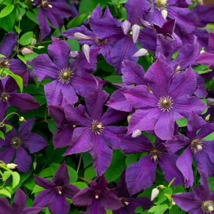 Roots Plants Clematis Viticella 'Polish Spirit' | On A 90cm Cane In A 3L Pot Roots Plants Clematis Viticella 'Polish Spirit' | On A 90cm Cane In A 3L Pot