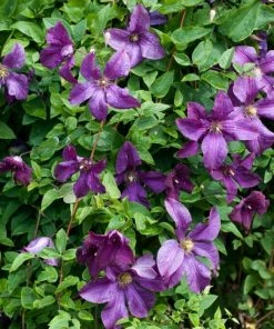 Roots Plants Clematis Viticella 'Polish Spirit' | On A 90cm Cane In A 3L Pot