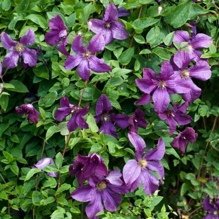 Roots Plants Clematis Viticella 'Polish Spirit' | On A 90cm Cane In A 3L Pot Roots Plants Clematis Viticella 'Polish Spirit' | On A 90cm Cane In A 3L Pot
