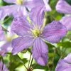 Roots Plants Clematis 'Prince Charles' | On A 90cm Cane In A 3L Pot