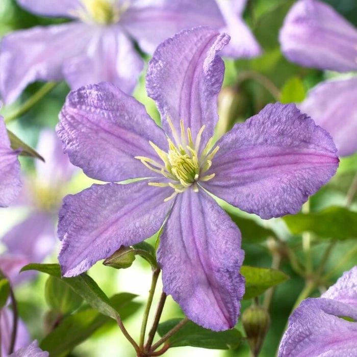 Roots Plants Clematis 'Prince Charles' | On A 90cm Cane In A 3L Pot Roots Plants Clematis 'Prince Charles' | On A 90cm Cane In A 3L Pot