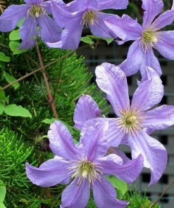 Roots Plants Clematis 'Prince Charles' | On A 90cm Cane In A 3L Pot 4 Roots Plants Clematis 'Prince Charles' | On A 90cm Cane In A 3L Pot