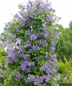 Roots Plants Clematis 'Prince Charles' | On A 90cm Cane In A 3L Pot 5 Roots Plants Clematis 'Prince Charles' | On A 90cm Cane In A 3L Pot